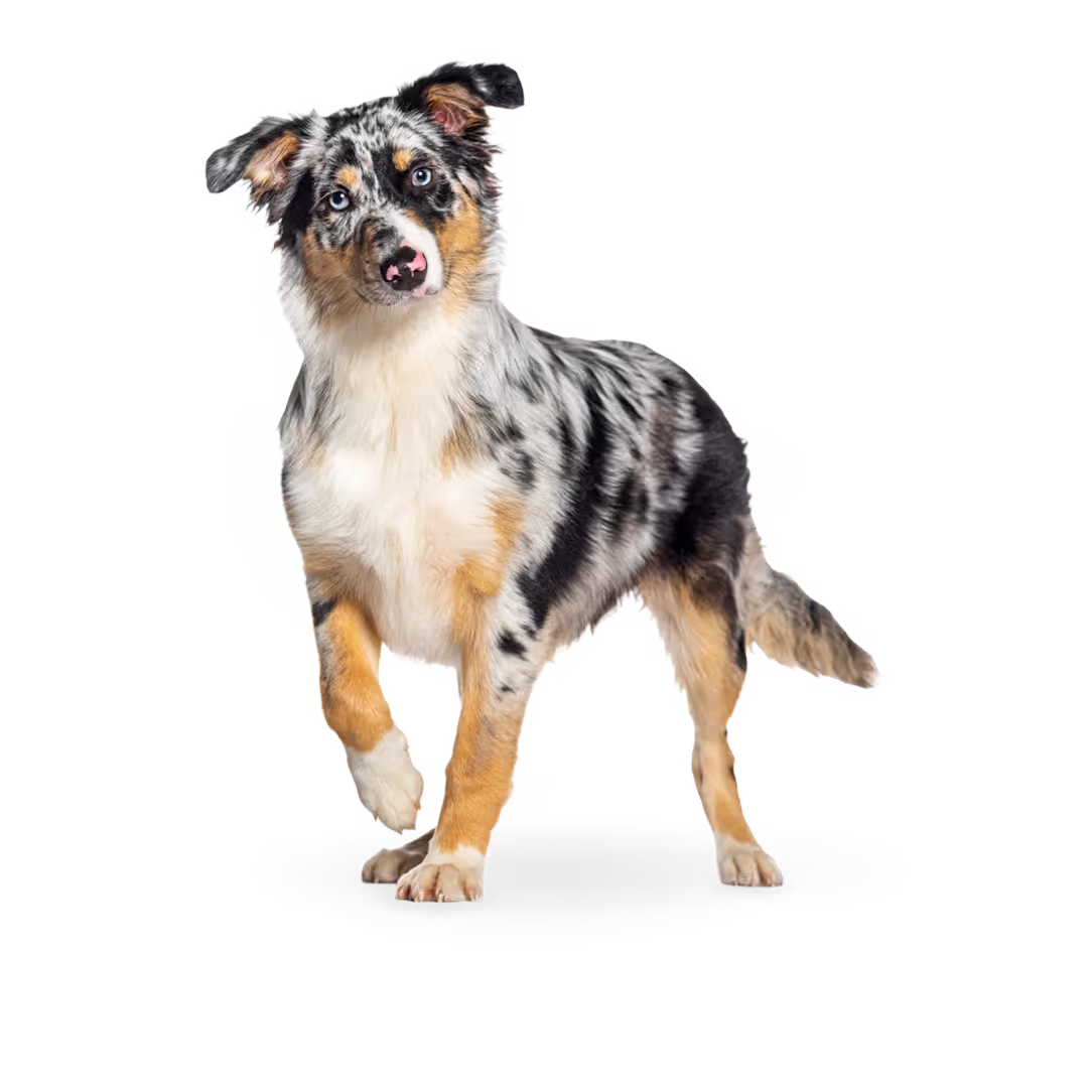 Продвижение ветеринарных клиник